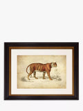 Brookpace Lascelles tiger framed print 46 x 55cm, UK version