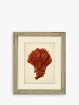 John Lewis Brookpace Lascelles Red Coral I Framed Print & Mount, 60 x 50cm, Red- Buy online at McGrocer