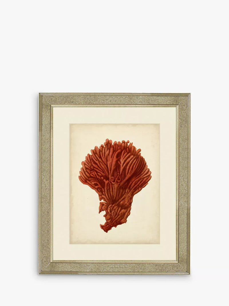 Brookpace Lascelles framed red coral print 60x50cm (British brand)