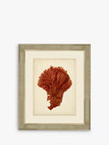 Brookpace Lascelles framed red coral print 60x50cm (British brand)