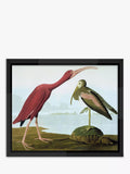 Brookpace Lascelles Audubon tropical bird framed print 56x46cm, UK version