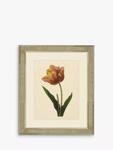 John Lewis Brookpace Lascelles Tulips II Framed Print & Mount, 60 x 50cm, Multi- Buy online at McGrocer