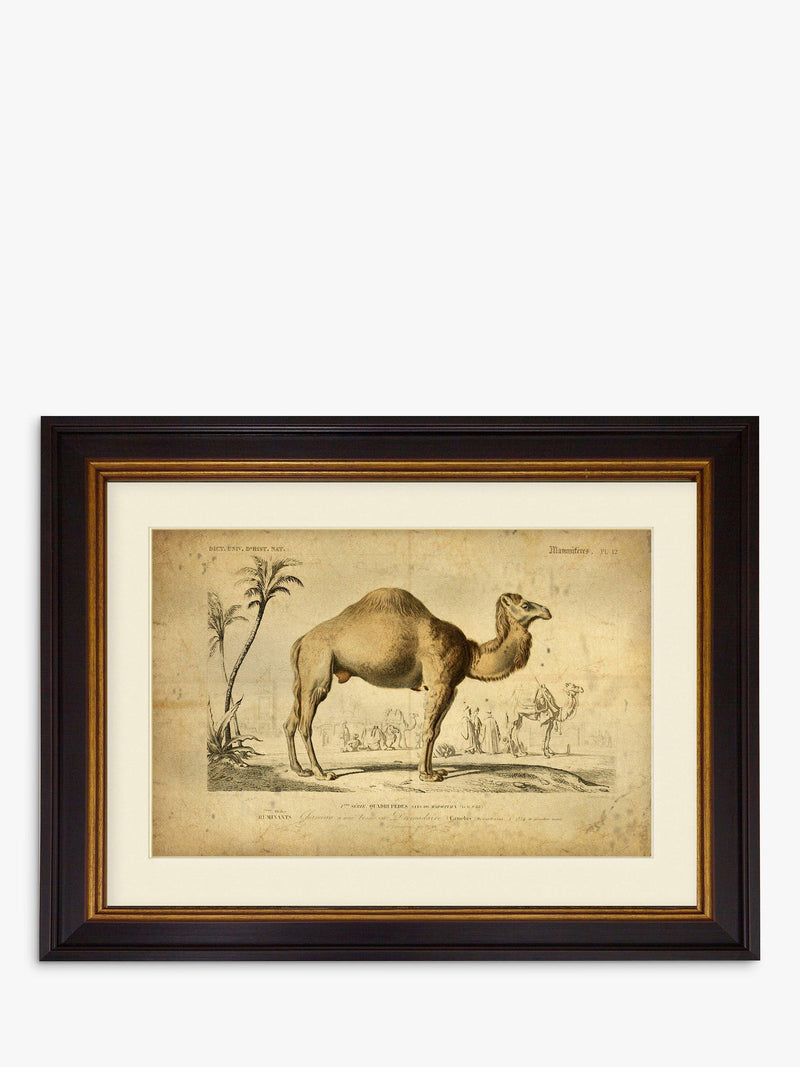 Brookpace Lascelles Camel framed print 46 x 55cm - British product