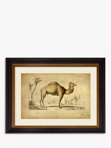 John Lewis Vintage-style Camel Illustration Framed Print with Mount, 46 x 55cm- Buy online at McGrocer