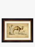 Brookpace Lascelles Camel framed print 46 x 55cm - British product