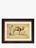 Brookpace Lascelles Camel framed print 46 x 55cm - British product