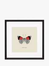 John Lewis Brookpace Lascelles Diaethria Neglecta Butterfly Framed Print & Mount 45.5 x 45.5cm Red/Multi- Buy online at McGrocer