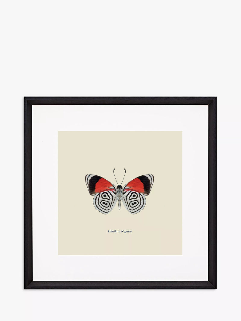 Brookpace Lascelles butterfly framed print 45.5cm - British product