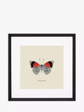 Brookpace Lascelles butterfly framed print 45.5cm - British product