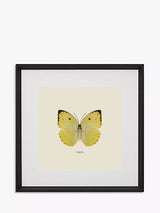 John Lewis Brookpace Lascelles Catopsilia Butterfly Framed Print with Mount, Yellow/Multi, 45.5 x 45.5cm- Buy online at McGrocer