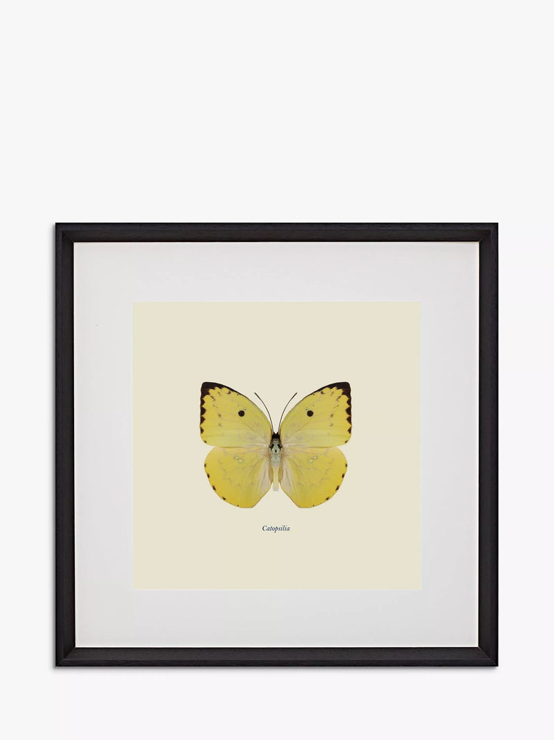 Brookpace Lascelles butterfly framed print 45.5cm (British brand)