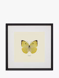 Brookpace Lascelles butterfly framed print 45.5cm (British brand)