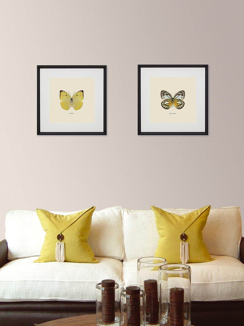 Brookpace Lascelles butterfly framed print 45.5cm (British brand)