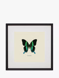 Brookpace Lascelles Papilio Blumei butterfly framed print green/multi 45.5x45.5cm - British product