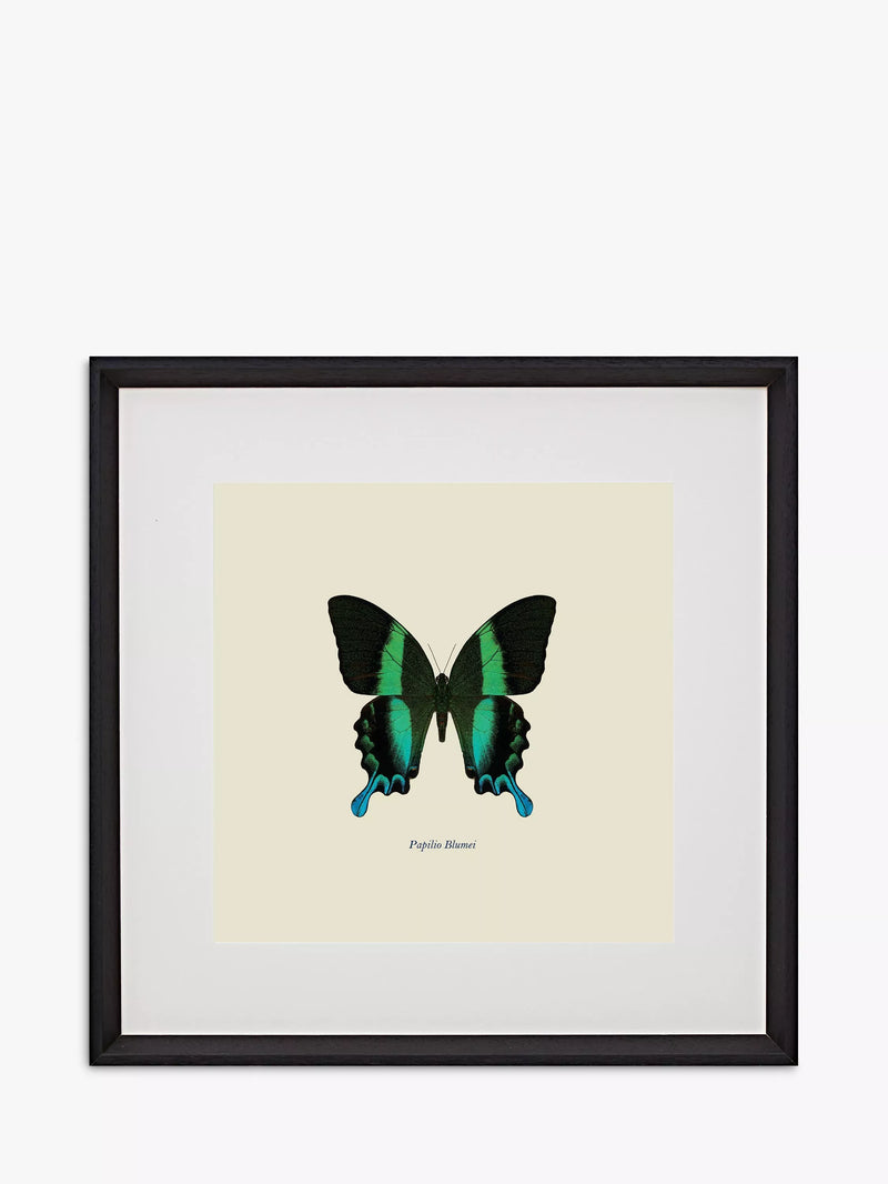 Brookpace Lascelles Papilio Blumei butterfly framed print green/multi 45.5x45.5cm - British product