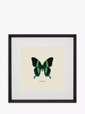 Brookpace Lascelles Papilio Blumei butterfly framed print green/multi 45.5x45.5cm - British product