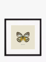 John Lewis Brookpace Lascelles Appias Cardena Butterfly Framed Print and Mount Yellow Multi 45.5 x 45.5cm- Buy online at McGrocer