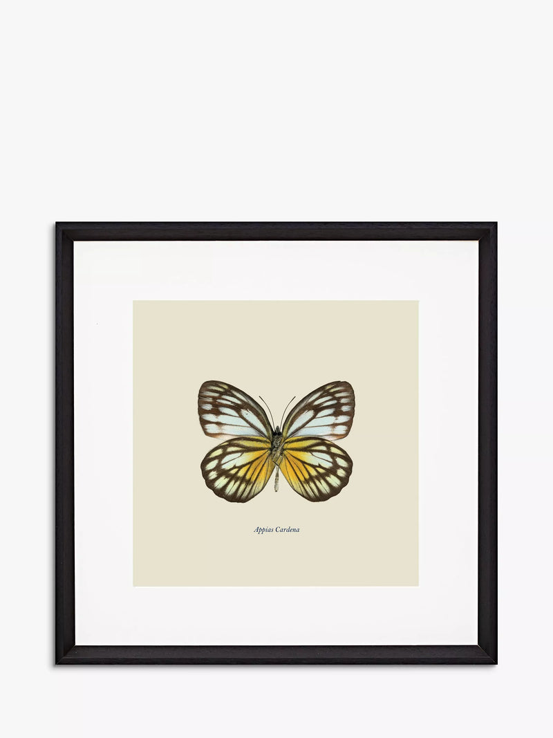 Brookpace Lascelles butterfly framed print 45.5cm, imported from the UK