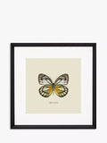 Brookpace Lascelles butterfly framed print 45.5cm, imported from the UK