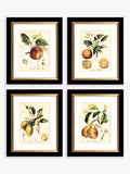John Lewis Tuscan Fruit framed prints set of 4 - (British brand)