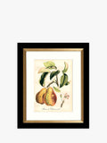 John Lewis Tuscan Fruit framed prints set of 4 - (British brand)