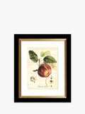 John Lewis Tuscan Fruit framed prints set of 4 - (British brand)