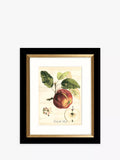 John Lewis Tuscan Fruit framed prints set of 4 - (British brand)