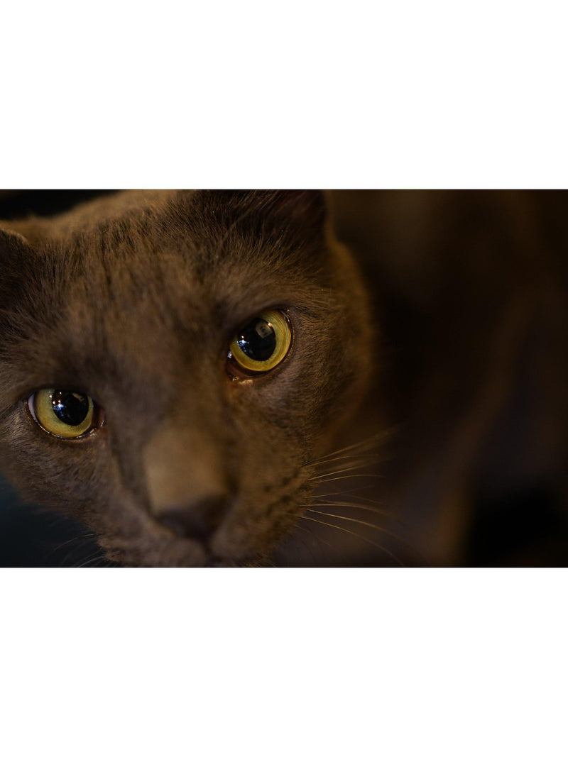 Sony prime lens 35mm f/1.8 - British product