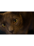 Sony prime lens 35mm f/1.8 - British product