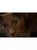 Sony prime lens 35mm f/1.8 - British product