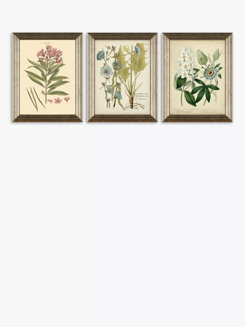 John Lewis botanical framed prints set of three 47x37cm (British brand)