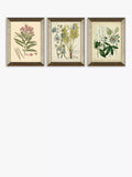 John Lewis botanical framed prints set of three 47x37cm (British brand)