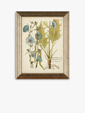 John Lewis botanical framed prints set of three 47x37cm (British brand)