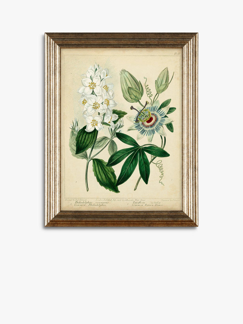 John Lewis botanical framed prints set of three 47x37cm (British brand)