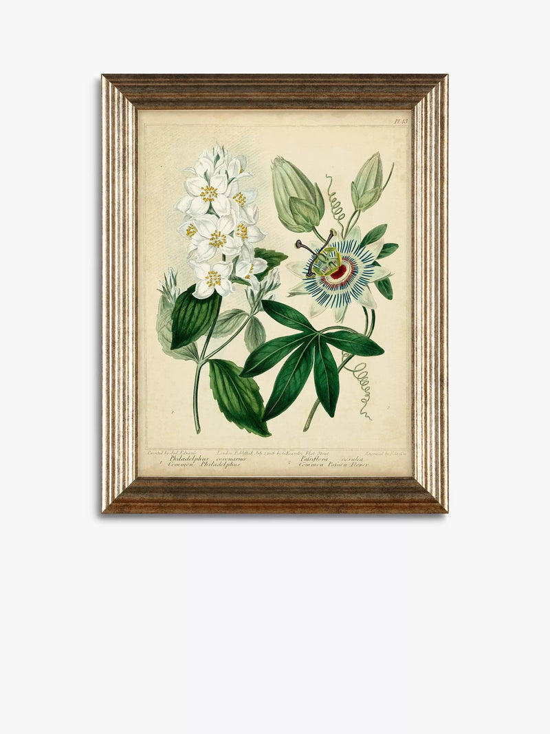 John Lewis botanical framed prints set of three 47x37cm (British brand)