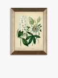 John Lewis botanical framed prints set of three 47x37cm (British brand)