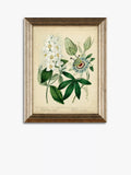 John Lewis botanical framed prints set of three 47x37cm (British brand)