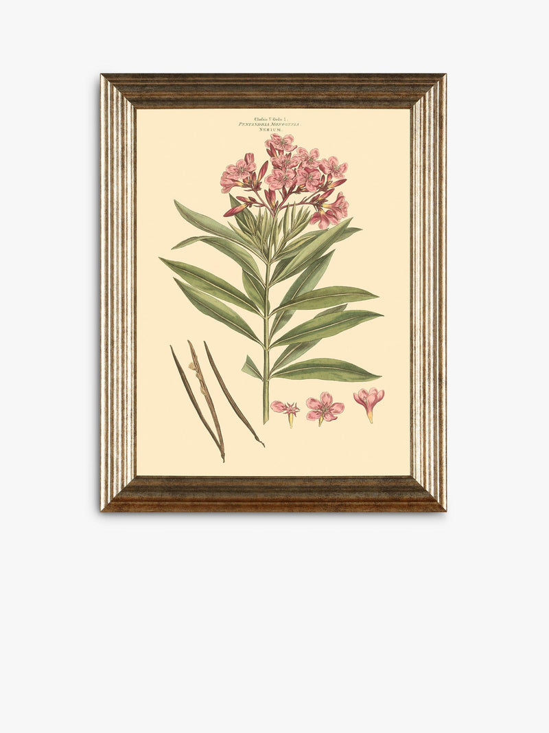 John Lewis botanical framed prints set of three 47x37cm (British brand)