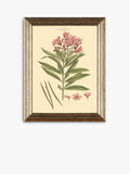 John Lewis botanical framed prints set of three 47x37cm (British brand)
