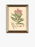 John Lewis botanical framed prints set of three 47x37cm (British brand)