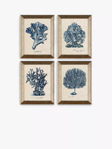 John Lewis John Lewis Melissa Wang 'Sea Coral Study' Framed Prints, Set of 4, 47 x 37cm, Blue/Multi- Buy online at McGrocer