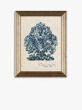 John Lewis sea coral framed prints set of 4, UK version