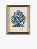 John Lewis sea coral framed prints set of 4, UK version