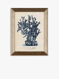 John Lewis sea coral framed prints set of 4, UK version