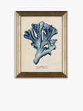 John Lewis sea coral framed prints set of 4, UK version