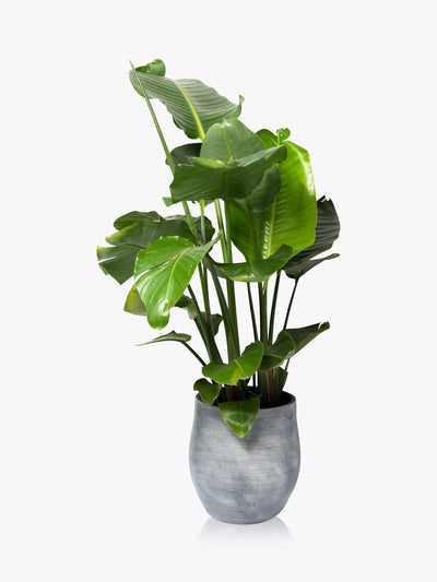 John Lewis Extra Large Strelitzia Nicolai Plant in Ceramic Pot with Concrete Finish- Buy online at McGrocer