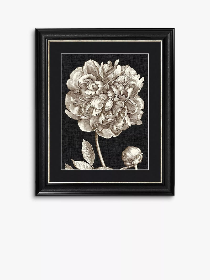 Brookpace Lascelles framed print Dramatic Peony I 60x50cm (British brand)