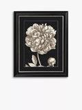 Brookpace Lascelles framed print Dramatic Peony I 60x50cm (British brand)
