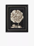 Dramatic Peony II framed print in black and white 60 x 50cm - British product