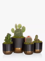 John Lewis Cactus Plant Family Set with Medium and Mini Cacti in Decorative Pots- Buy online at McGrocer
